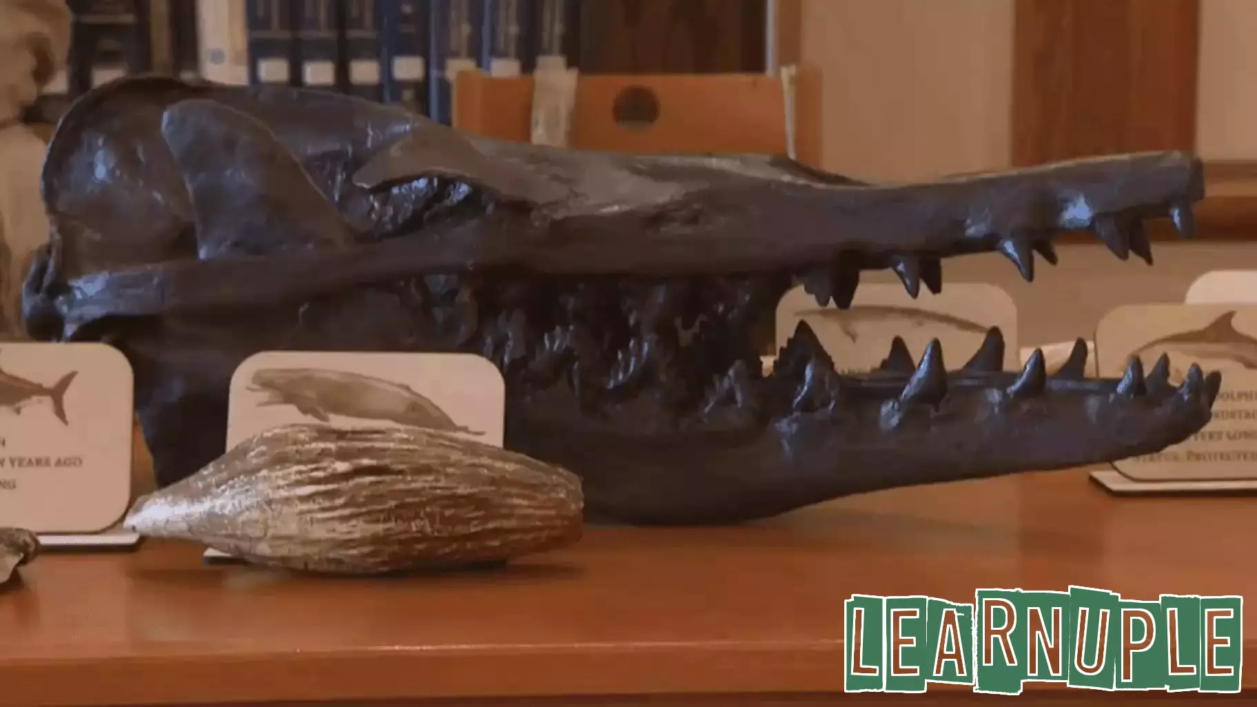 Clara the whale provides kids marine biology education opportunity in Oshkosh