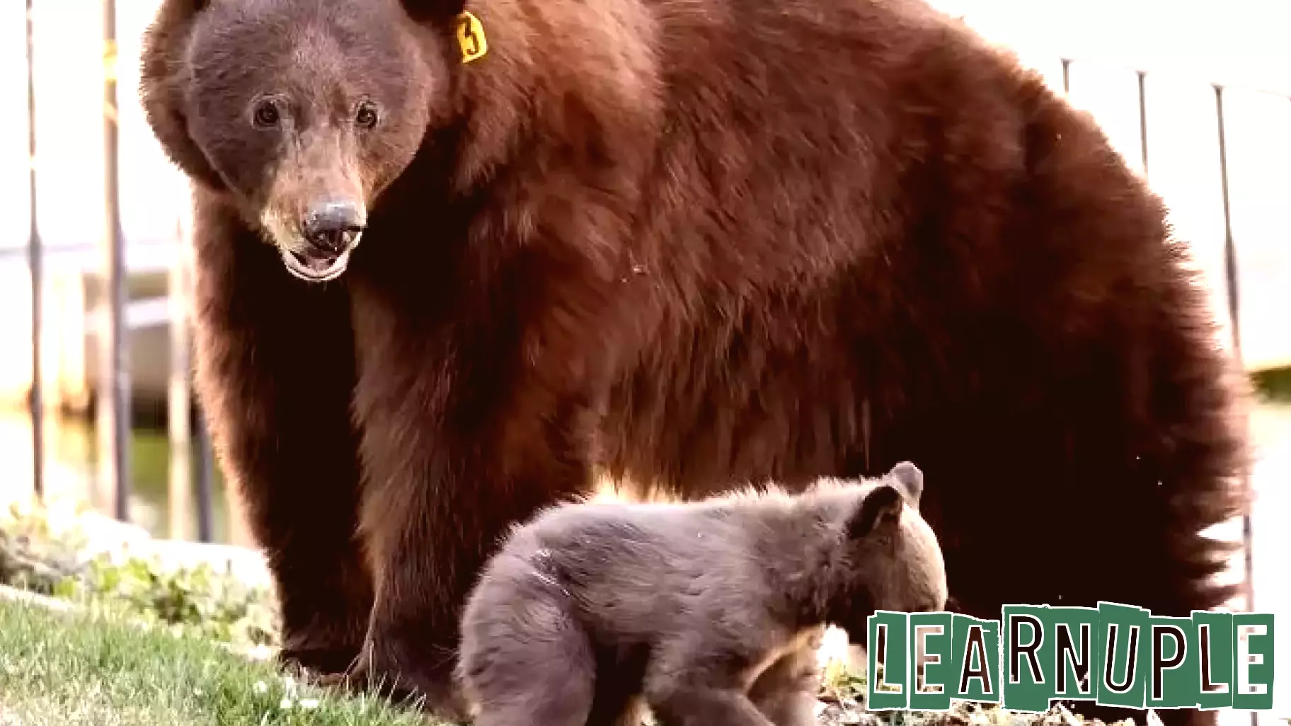 Responsible Human Behavior Essential for Bear Conservation in Tahoe