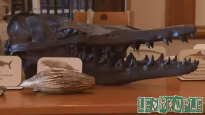 Clara the whale provides kids marine biology education opportunity in Oshkosh