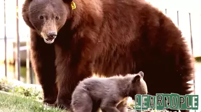 Responsible Human Behavior Essential for Bear Conservation in Tahoe